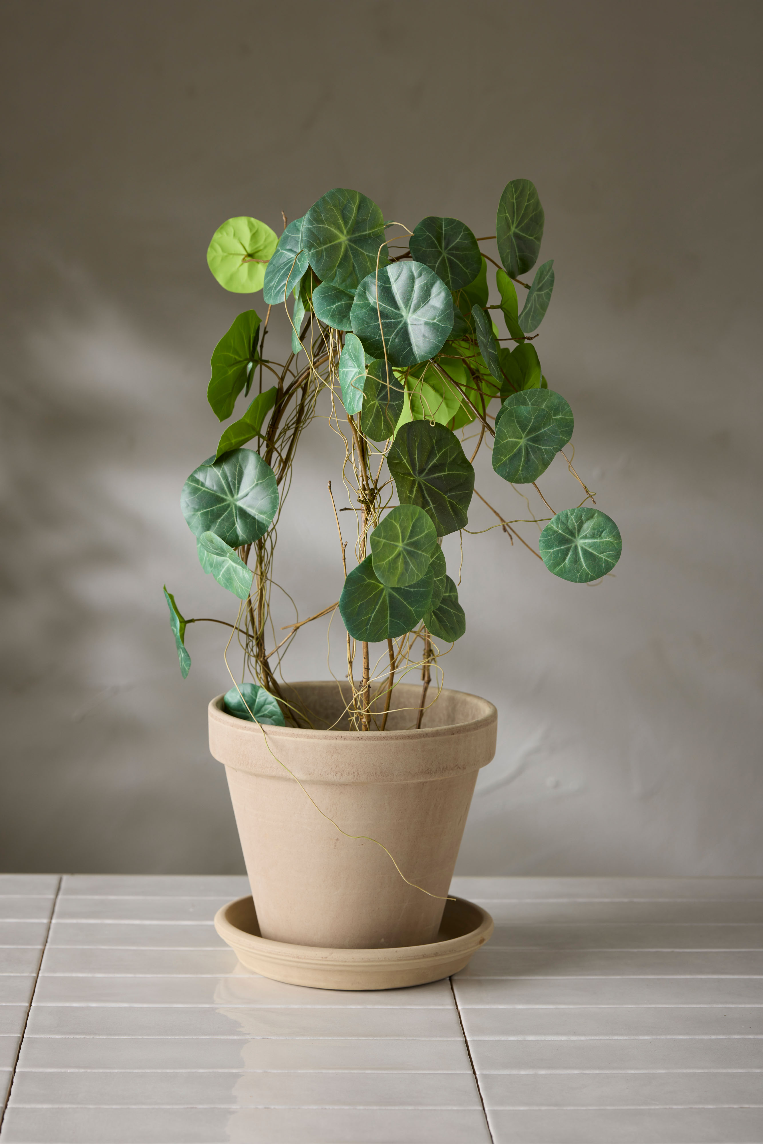 Kunstig grønn Stephania 55 cm