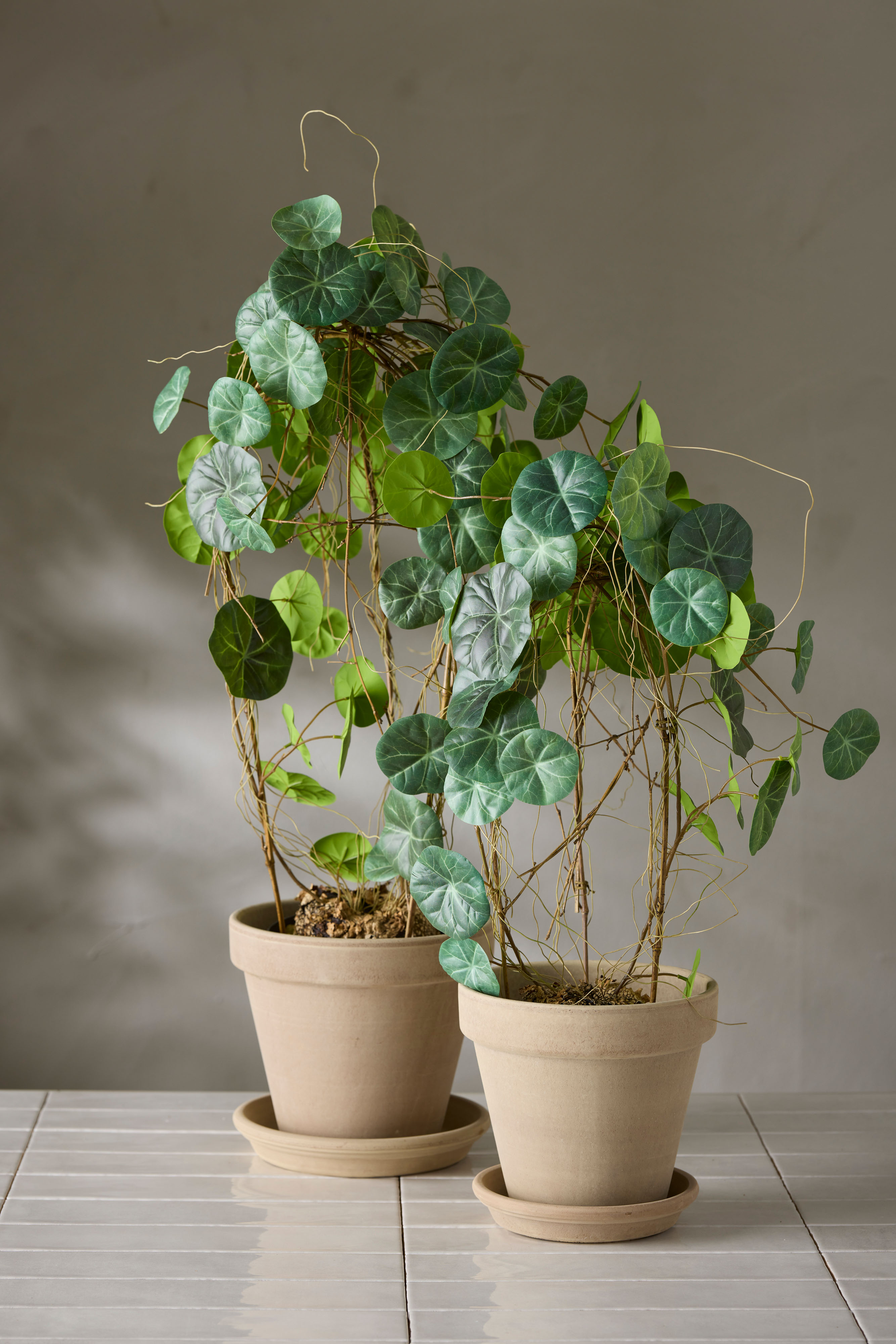 Kunstig grønn Stephania 55 cm