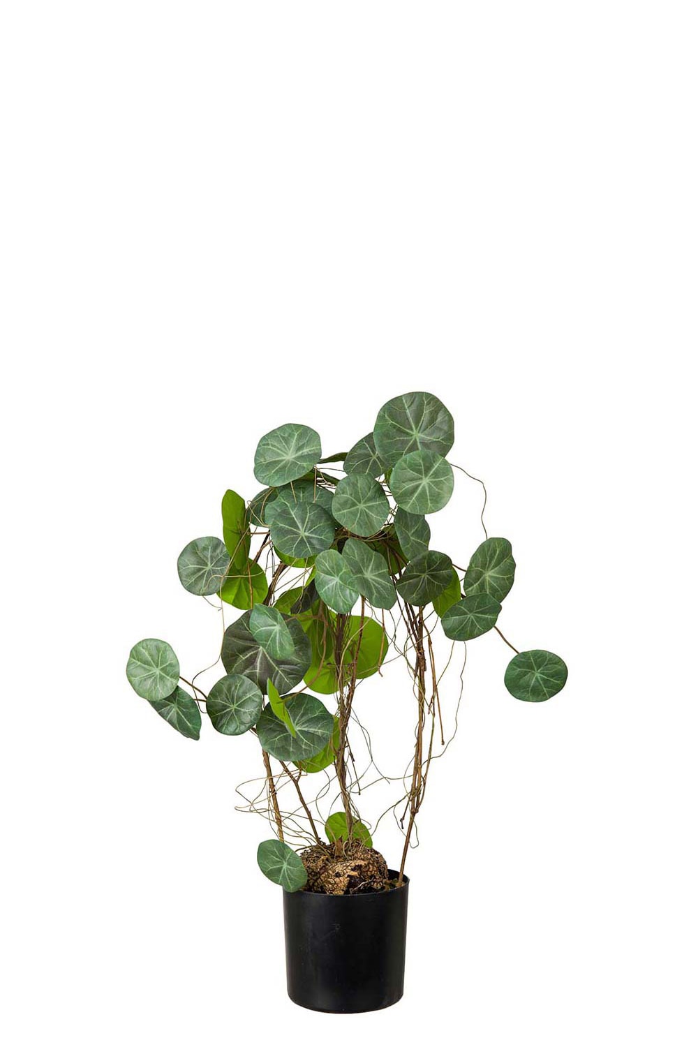 Kunstig grønn Stephania 55 cm
