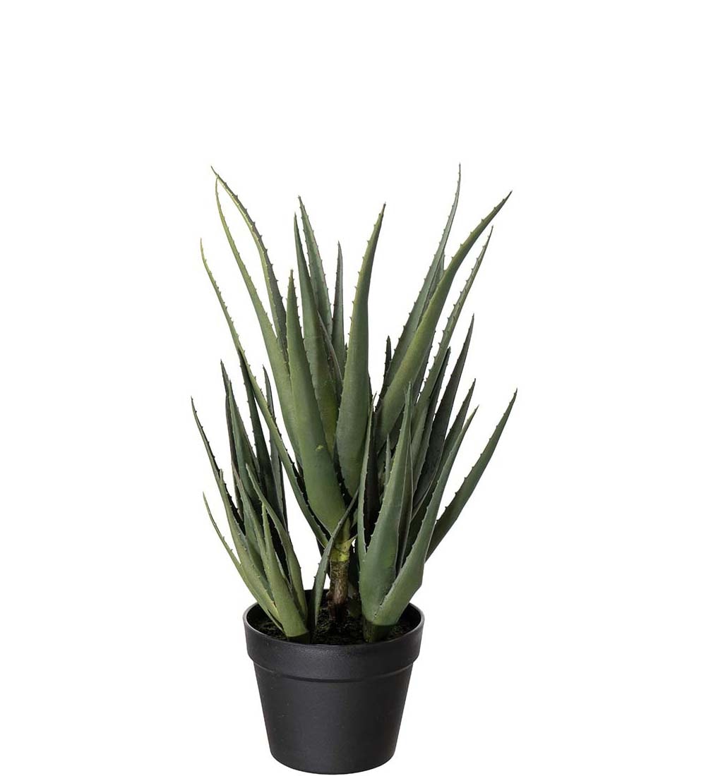 Aloe