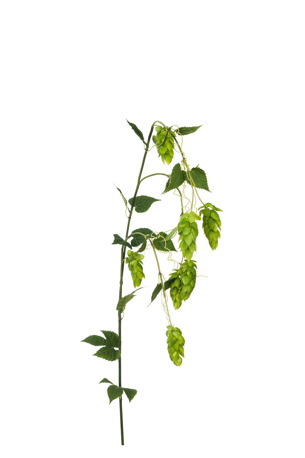 Kunstig grønn Humle 125 cm