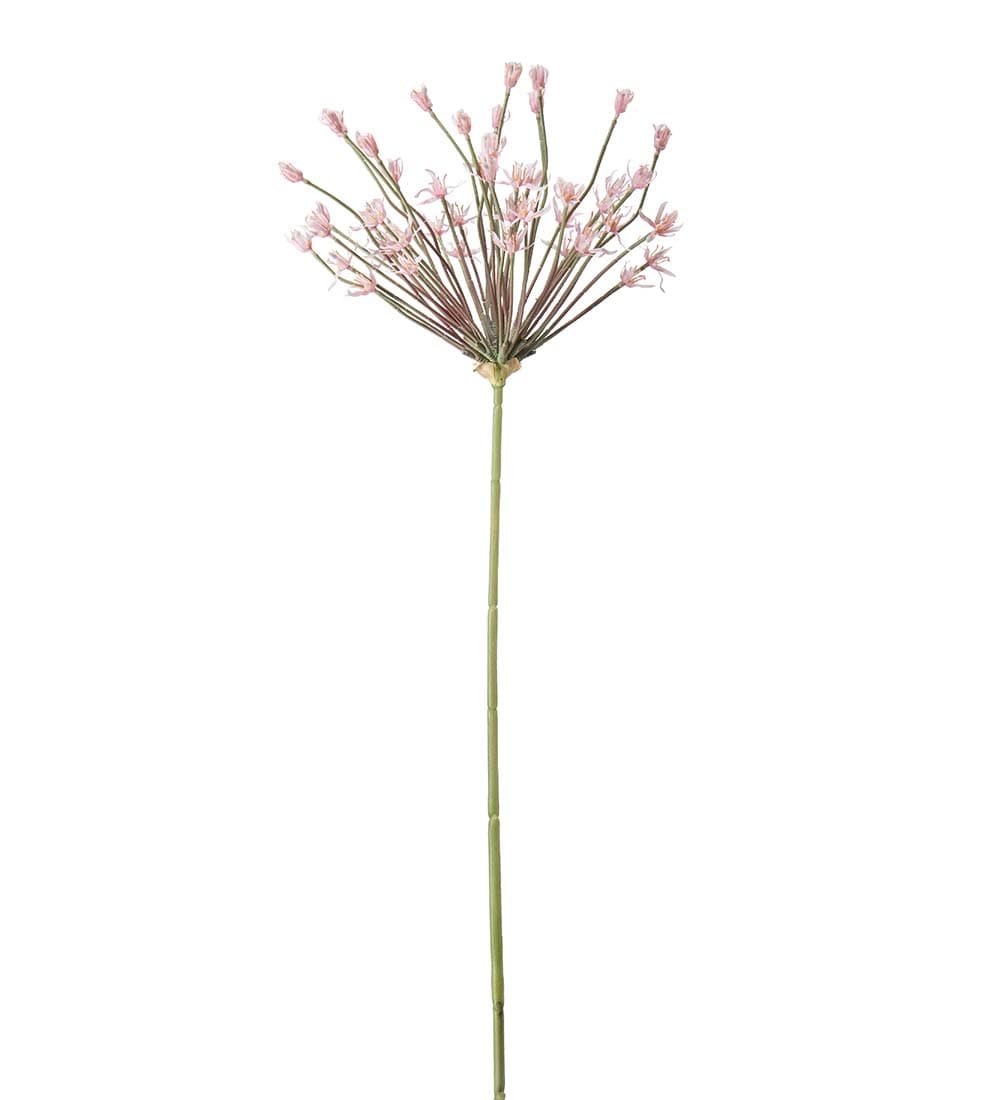 Allium