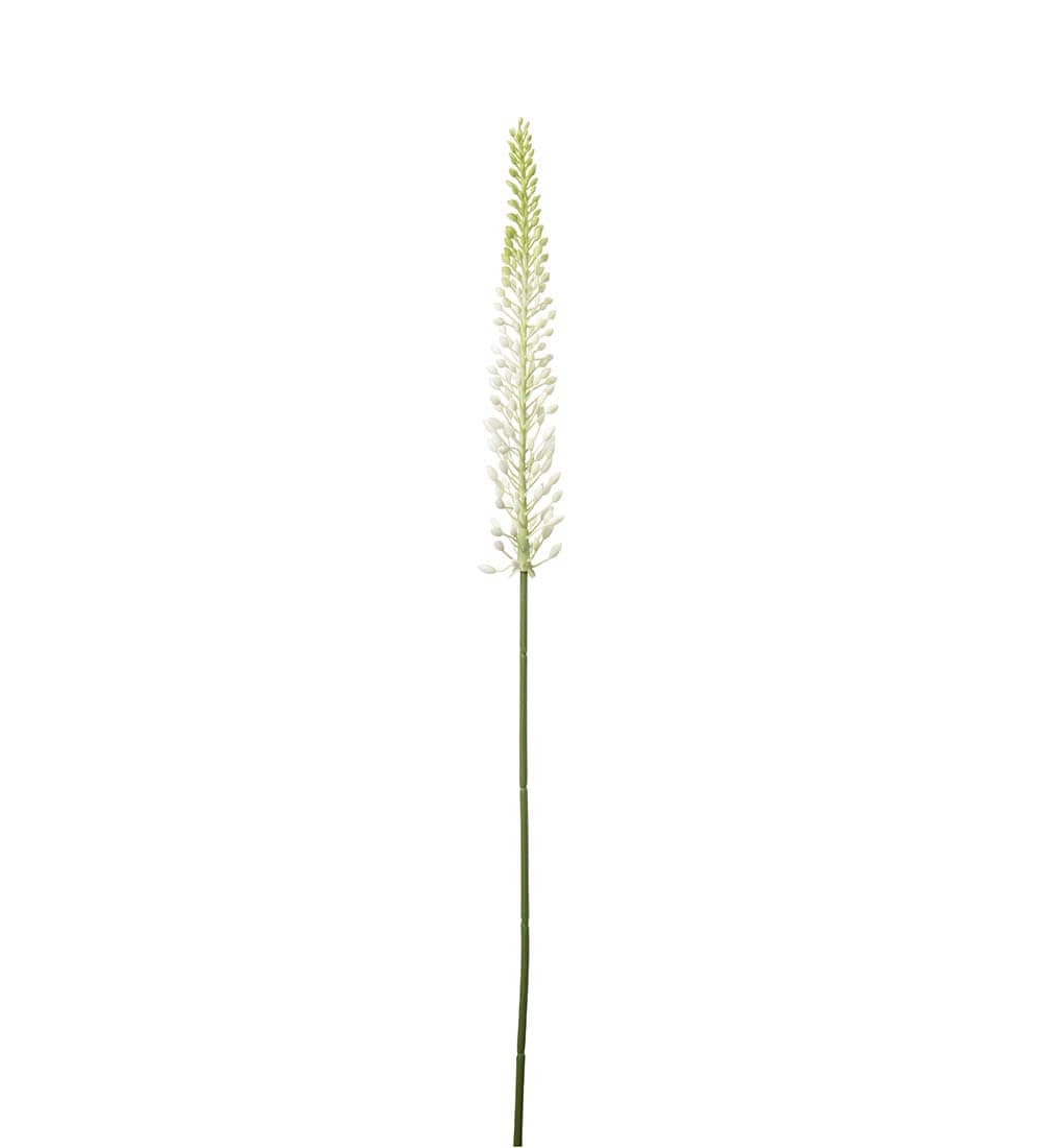 Eremurus