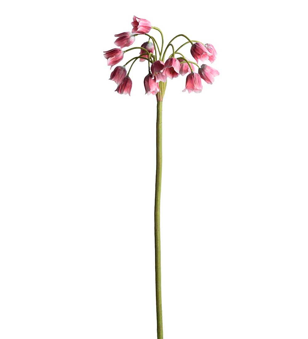 Allium