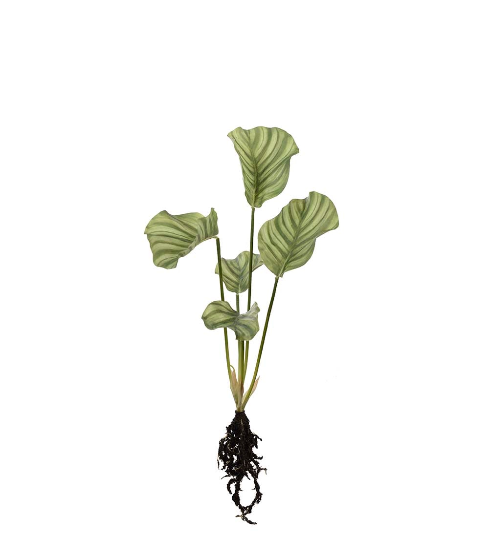 Calathea med røtter