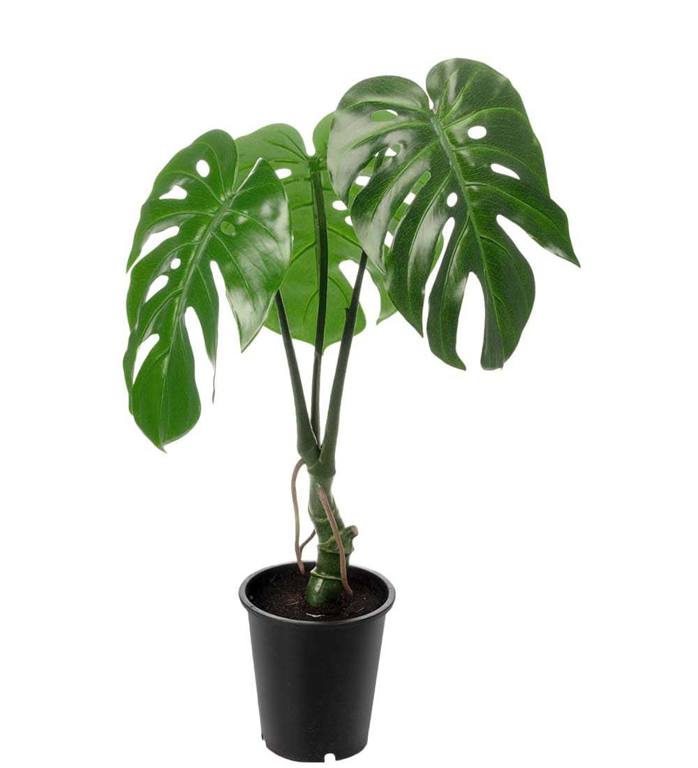 Monstera