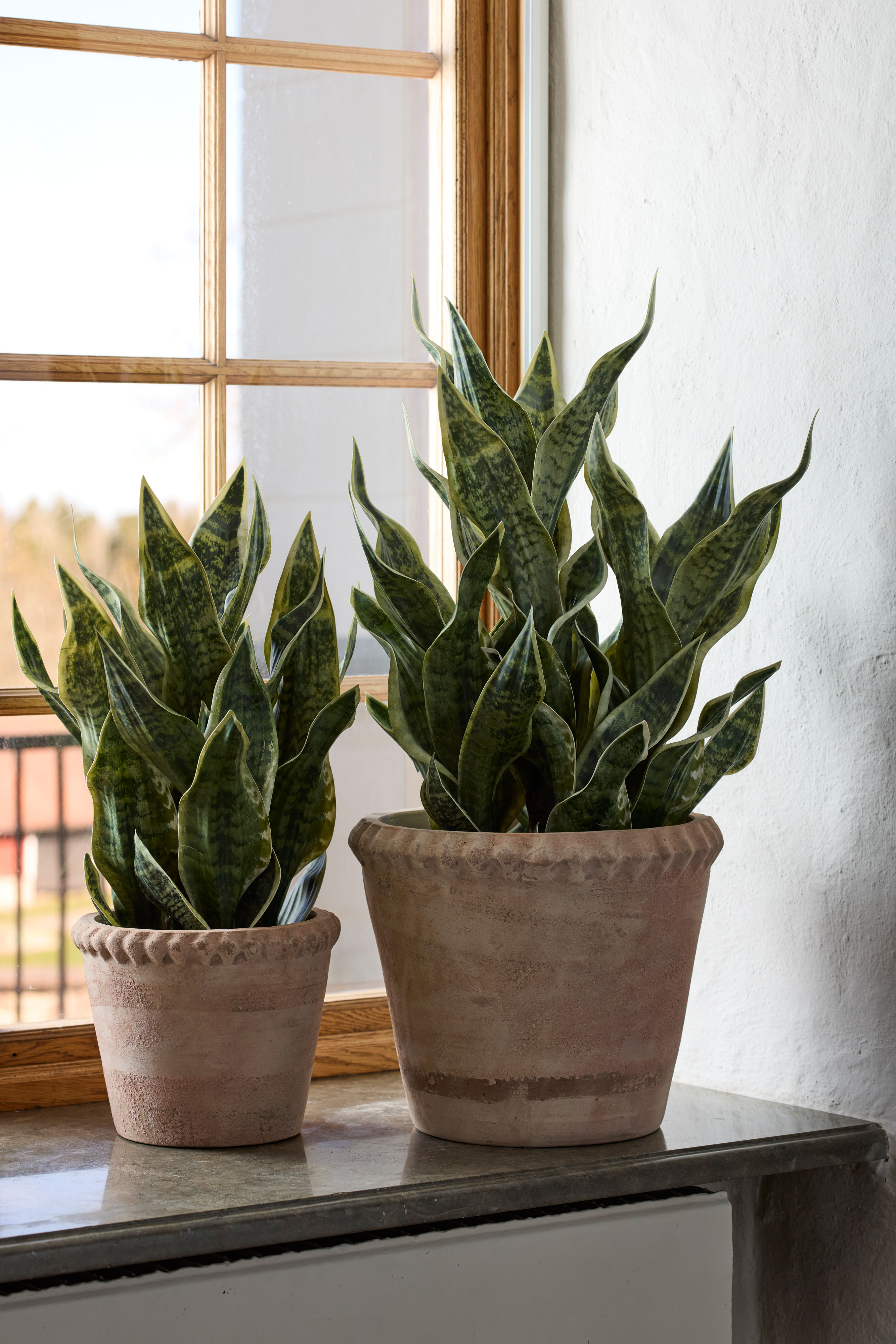 Kunstig grønn Sansevieria i potte 60 cm
