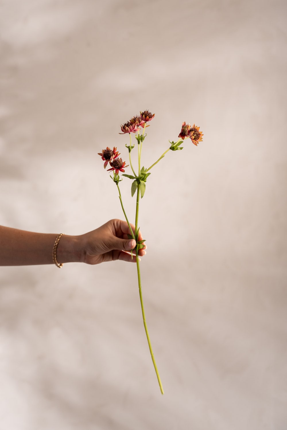 Kunstig burgunderfarget Astrantia 55 cm