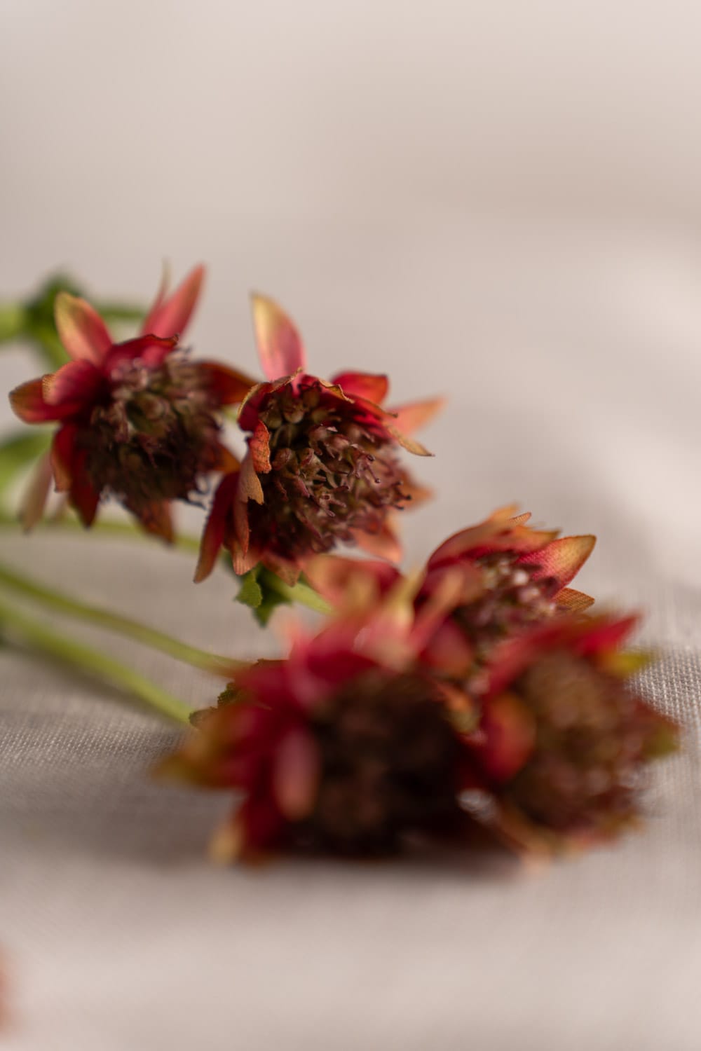 Kunstig burgunderfarget Astrantia 55 cm