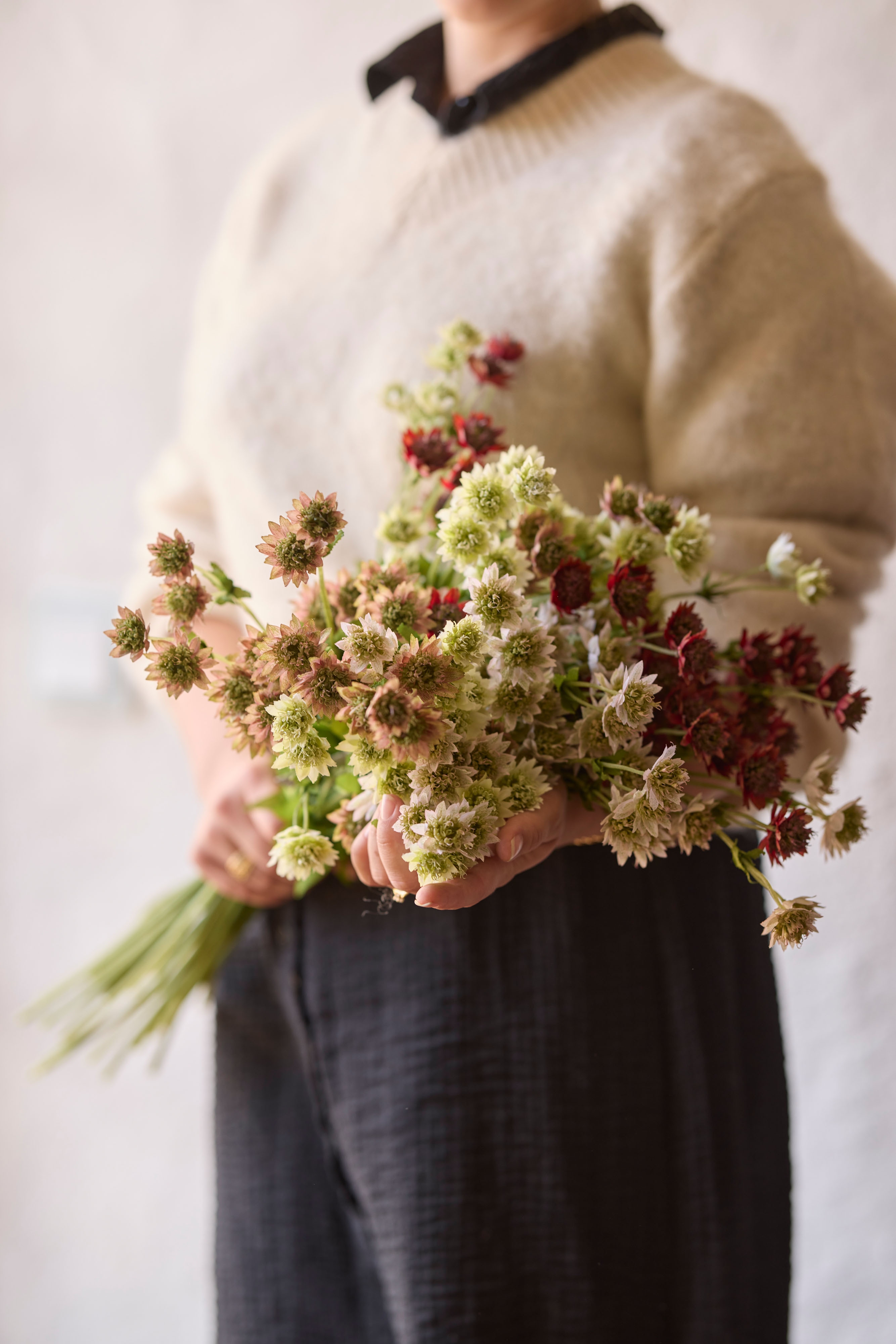 Kunstig burgunderfarget Astrantia 55 cm