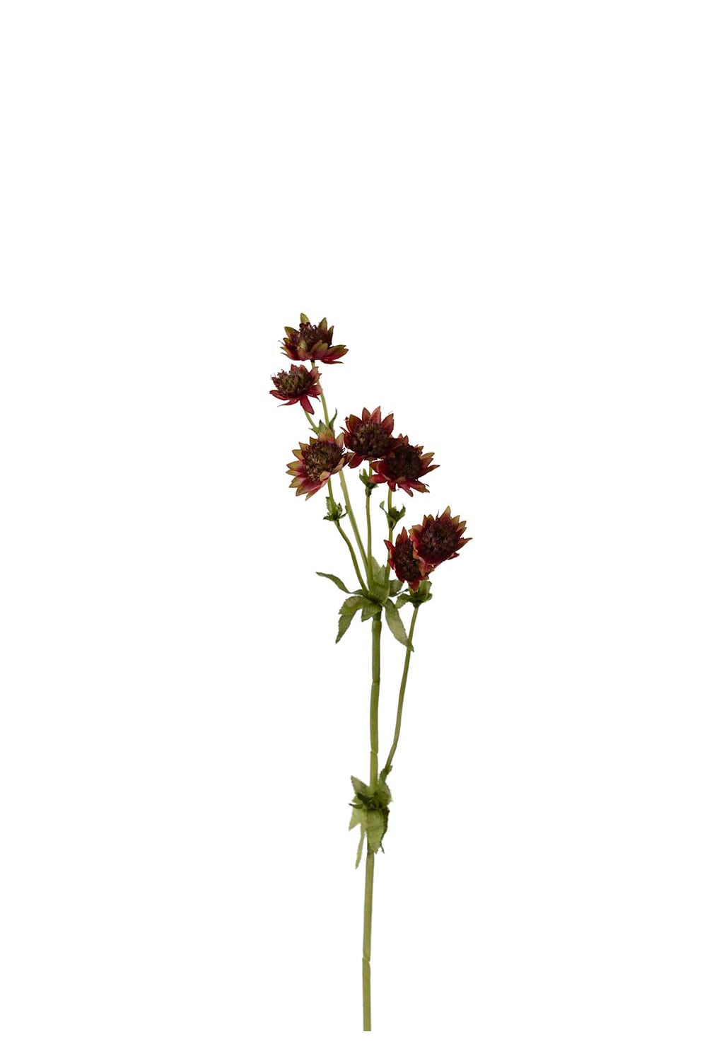 Kunstig burgunderfarget Astrantia 55 cm