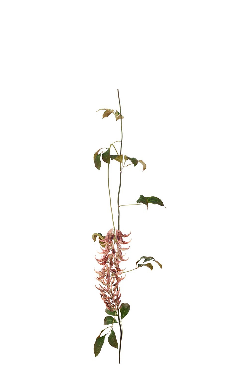 Kunstig rosa Mucunagirlander 275 cm