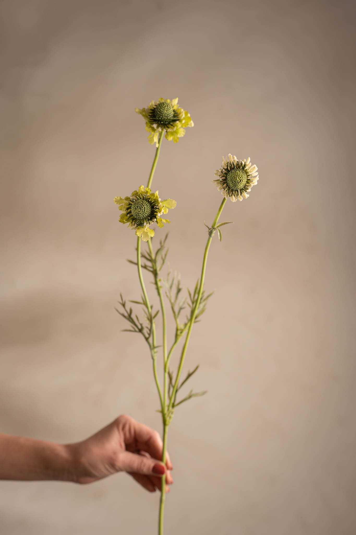 Scabiosa