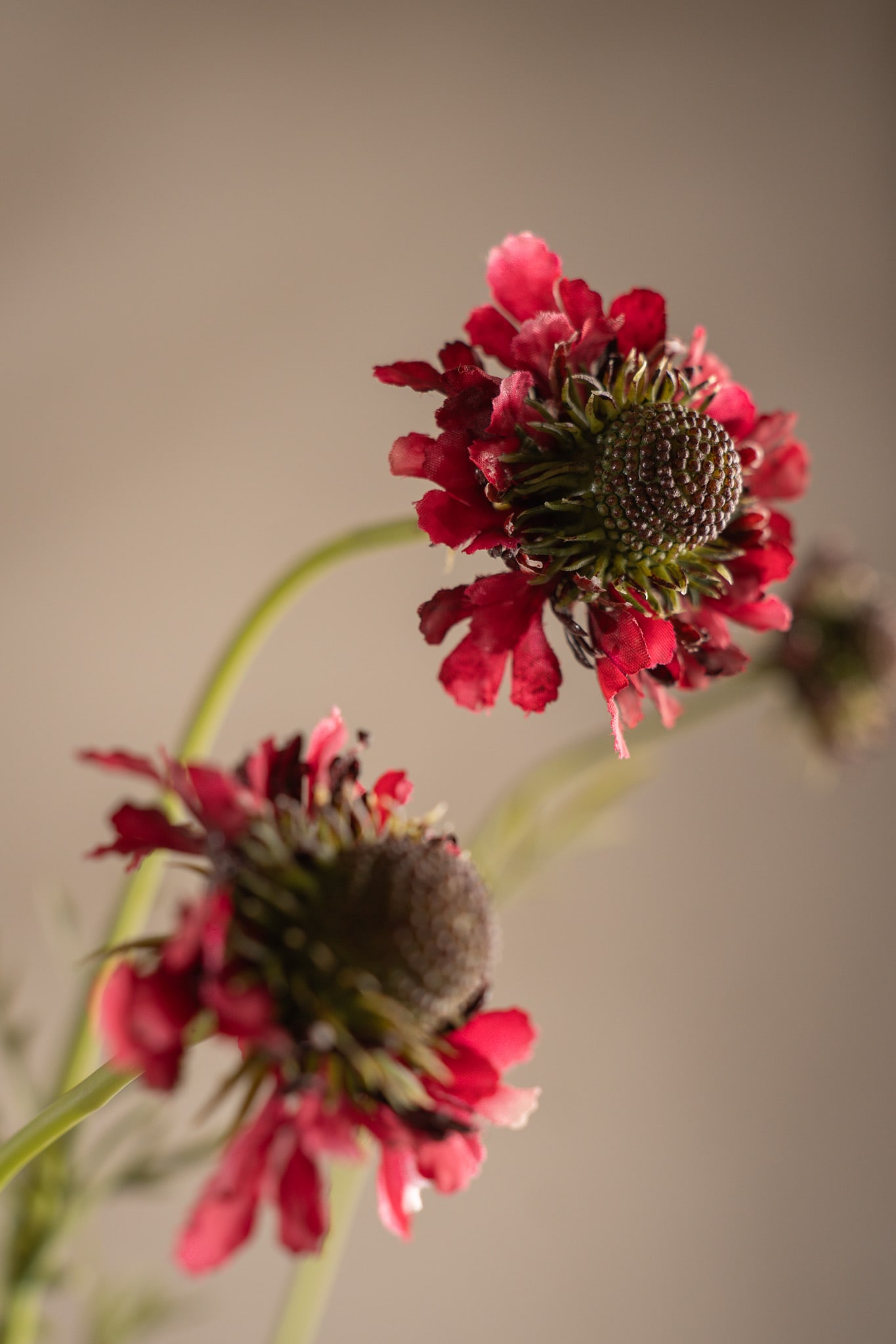 Kunstig burgunder Scabiosa 64 cm