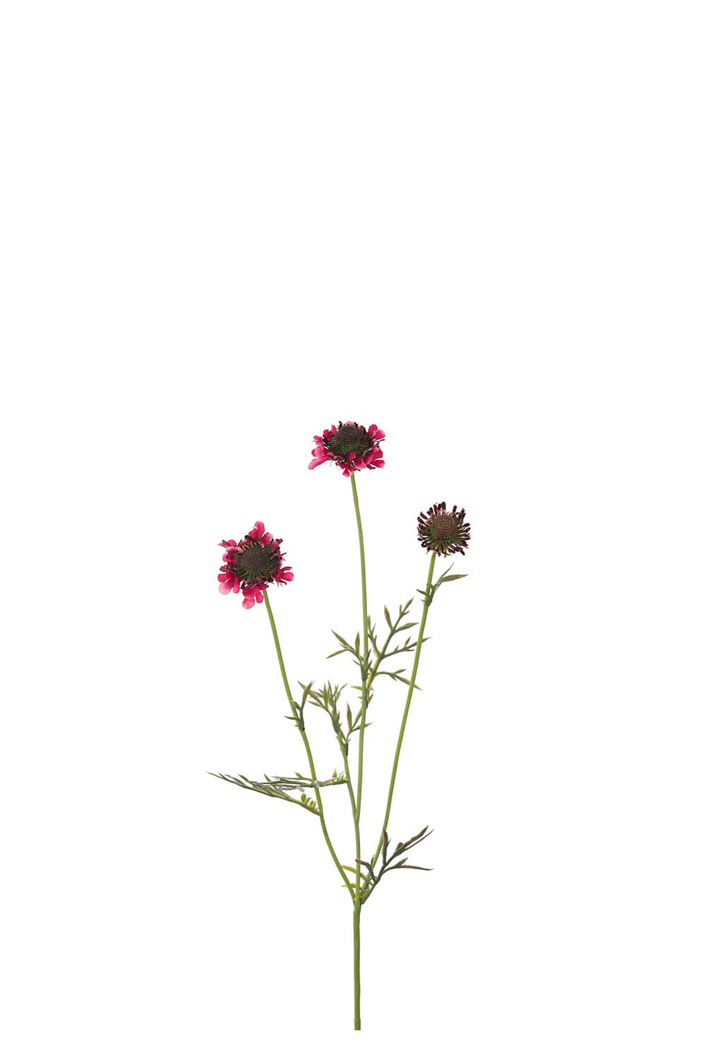 Kunstig burgunder Scabiosa 64 cm