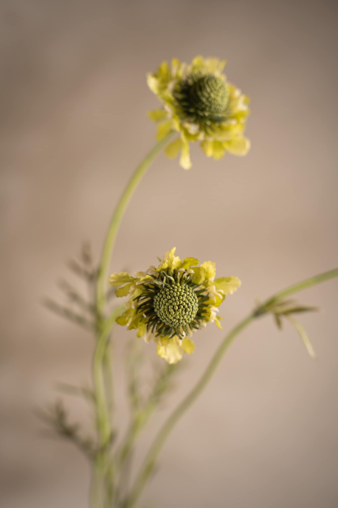 Kunstig grønn Scabiosa 64 cm