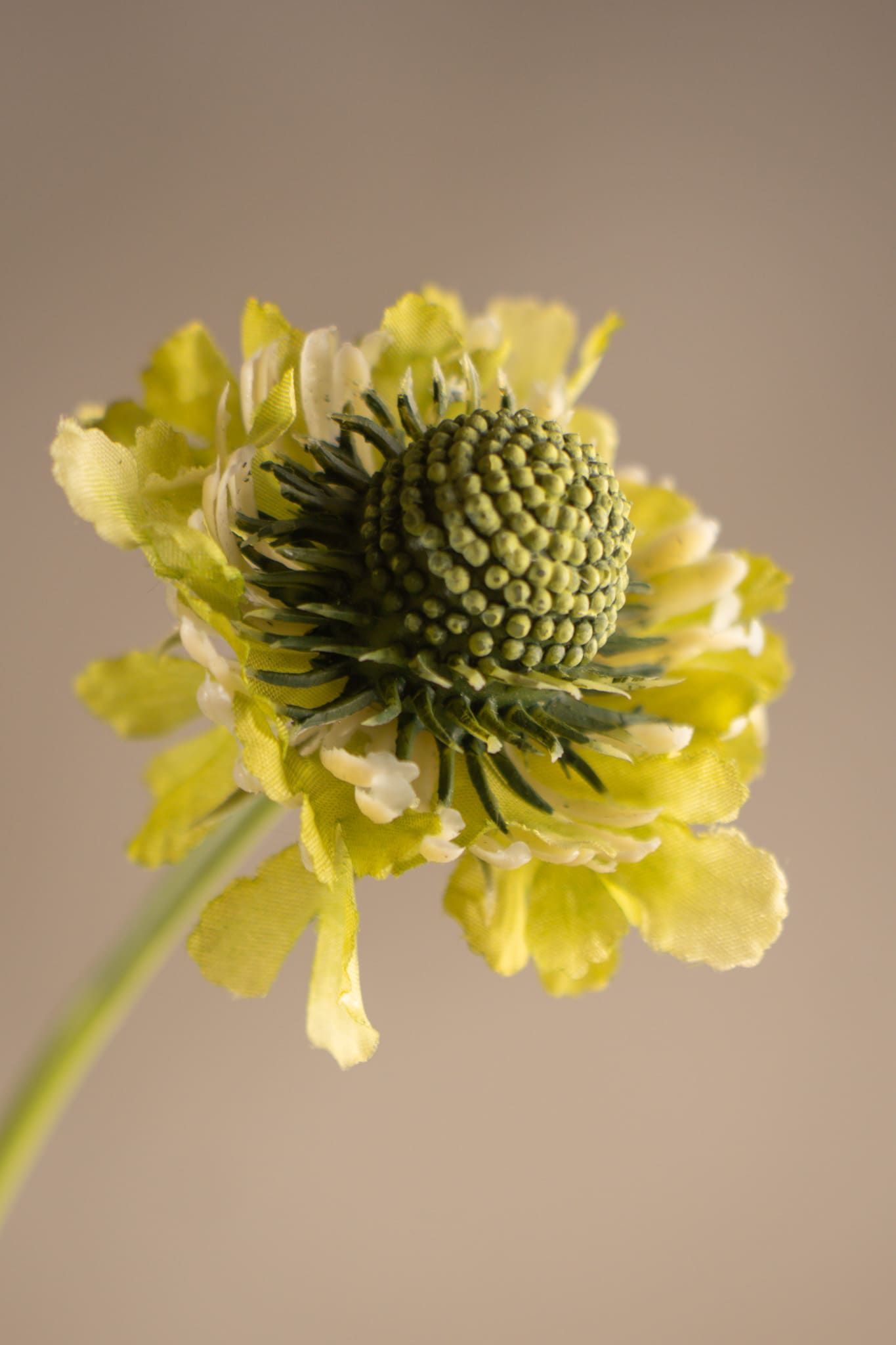 Kunstig grønn Scabiosa 64 cm