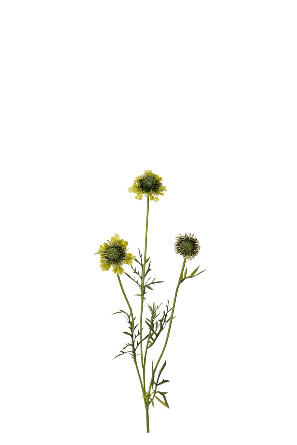 Kunstig grønn Scabiosa 64 cm