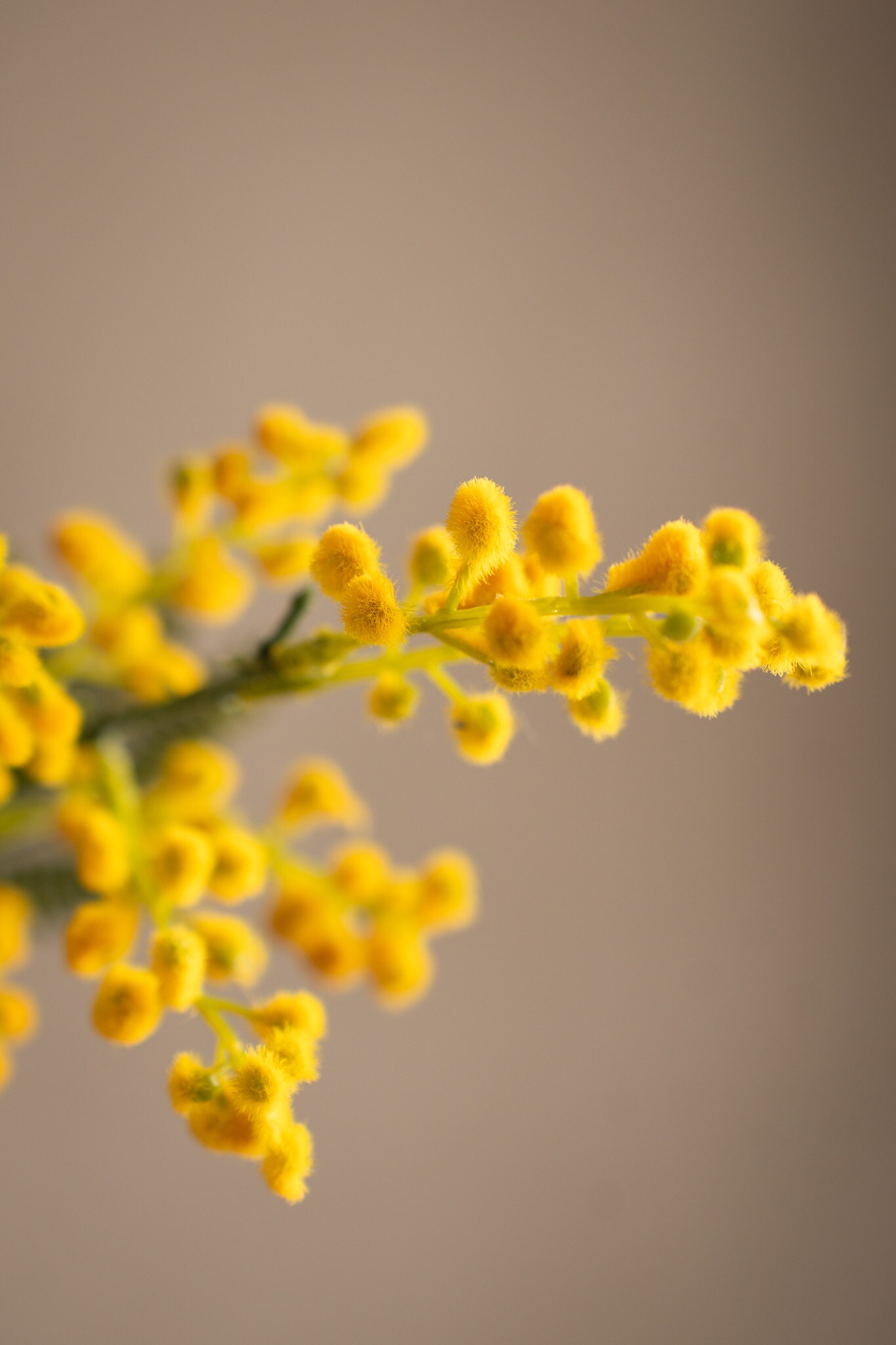 Kunstig gul Mimosa 48 cm