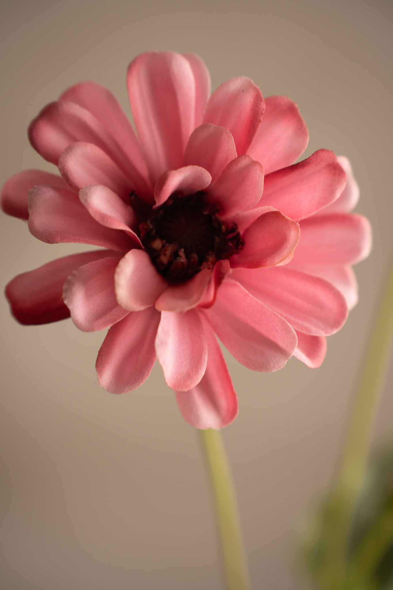 Kunstig rosa Zinnia 65 cm