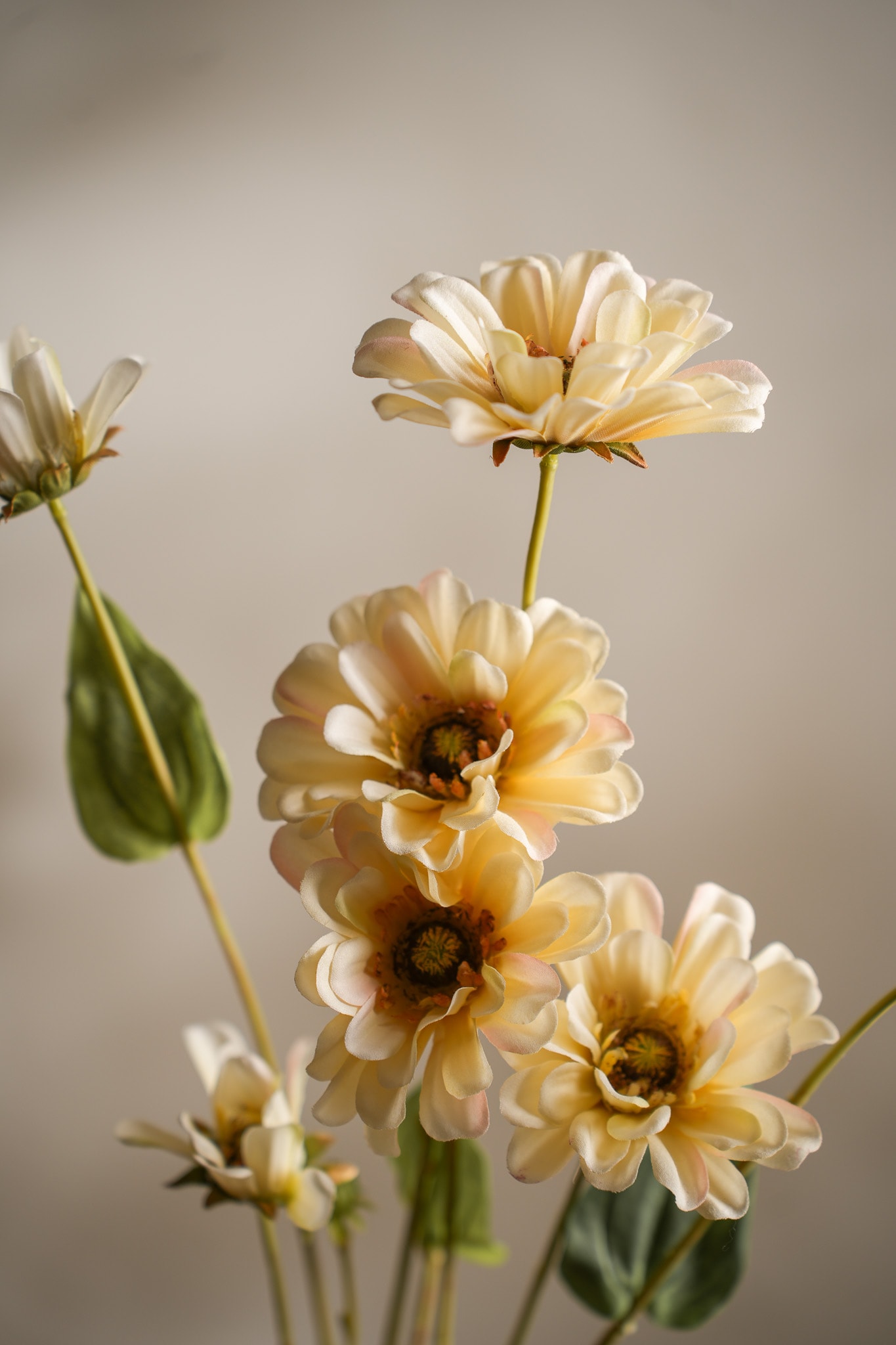Kunstig kremfarget Zinnia 90 cm