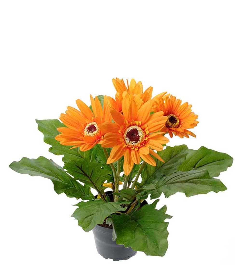 Gerbera