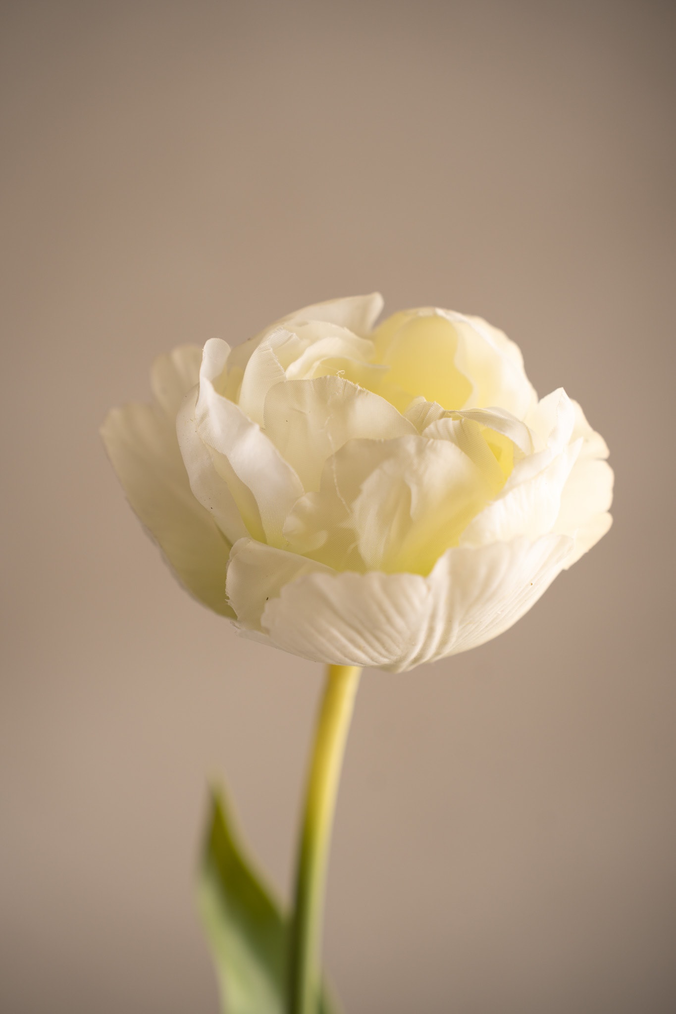 Kunstig kremfarget Tulipan 67 cm