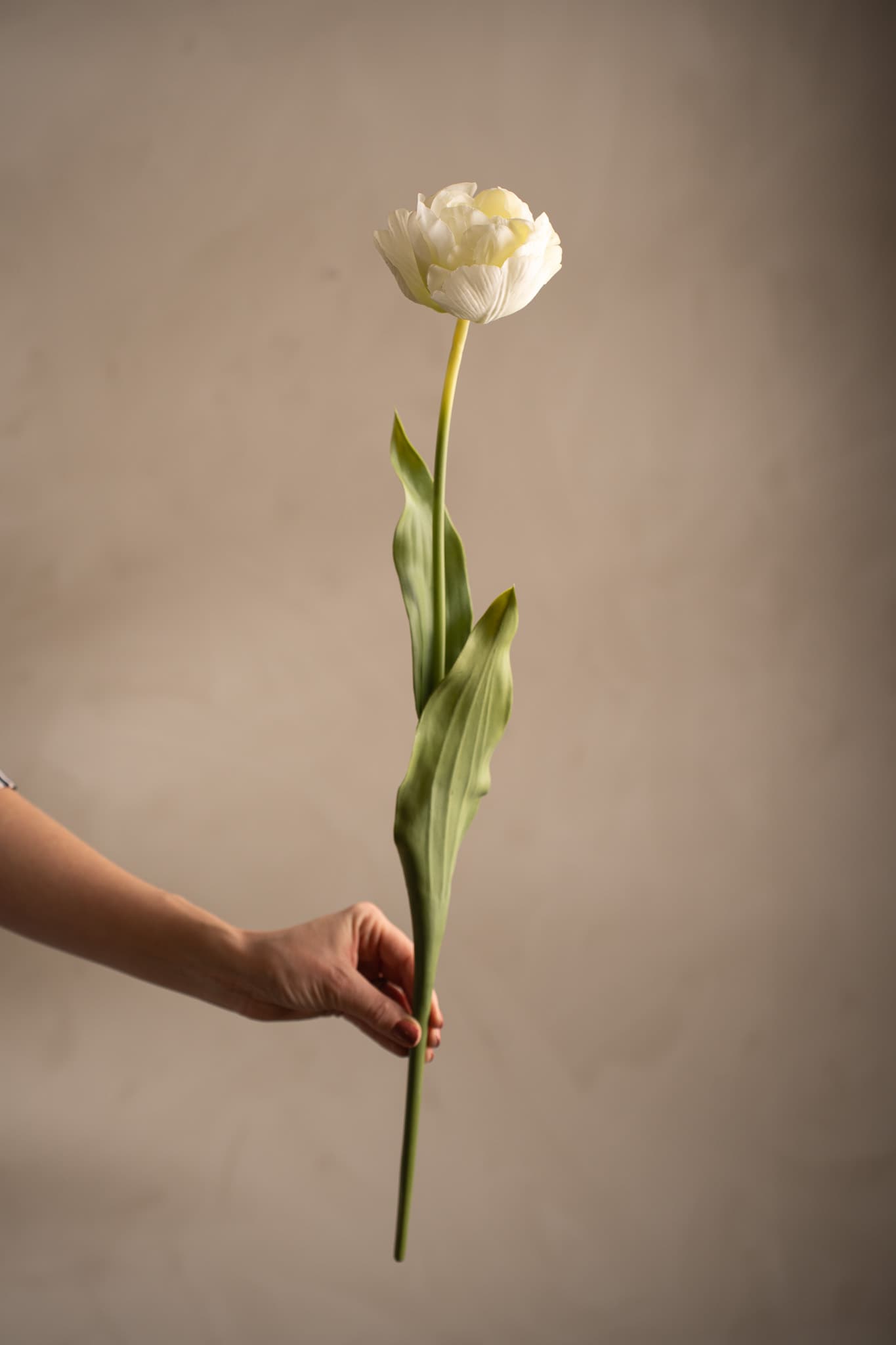 Kunstig kremfarget Tulipan 67 cm