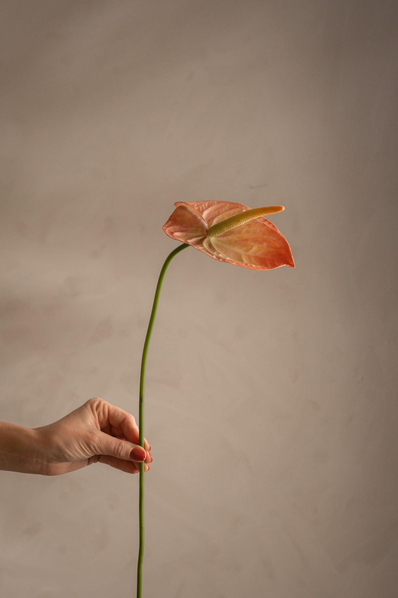 Kunstig ferskenfarget Anthurium 65 cm