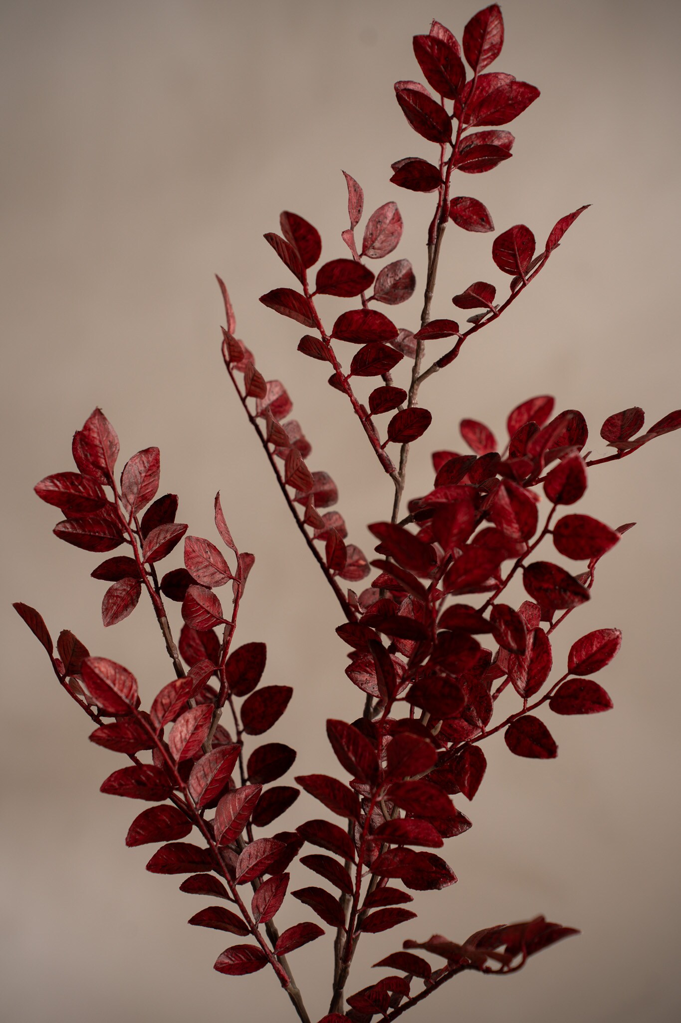 Kunstig rød Ruscus 95 cm