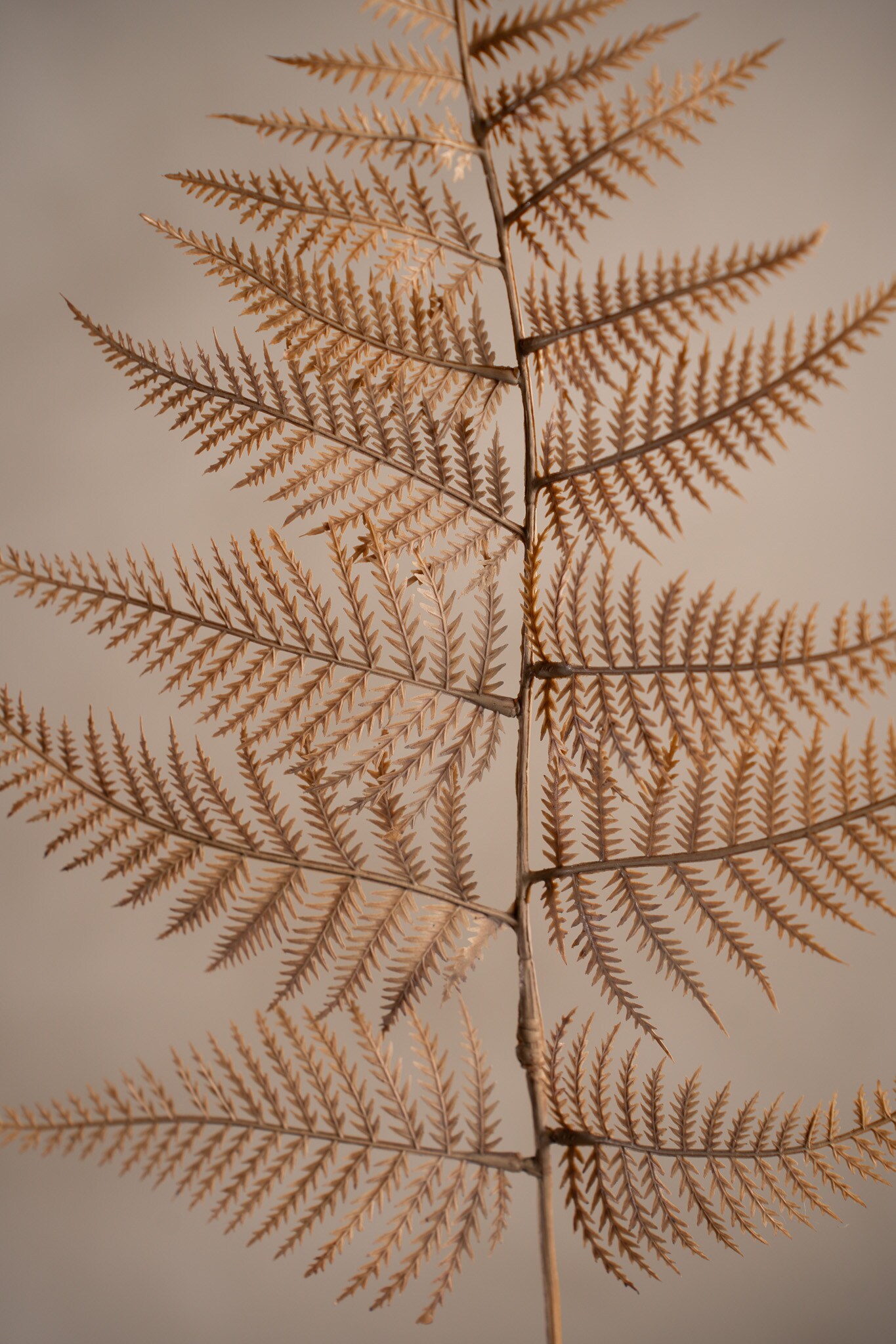 Kunstig beige bregneblad 80 cm