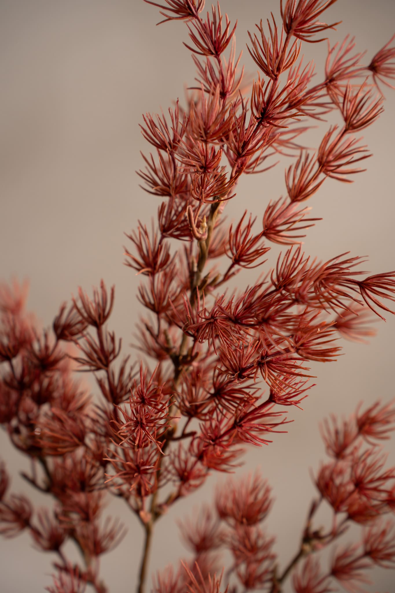 Kunstig rosa Asparagus 75 cm