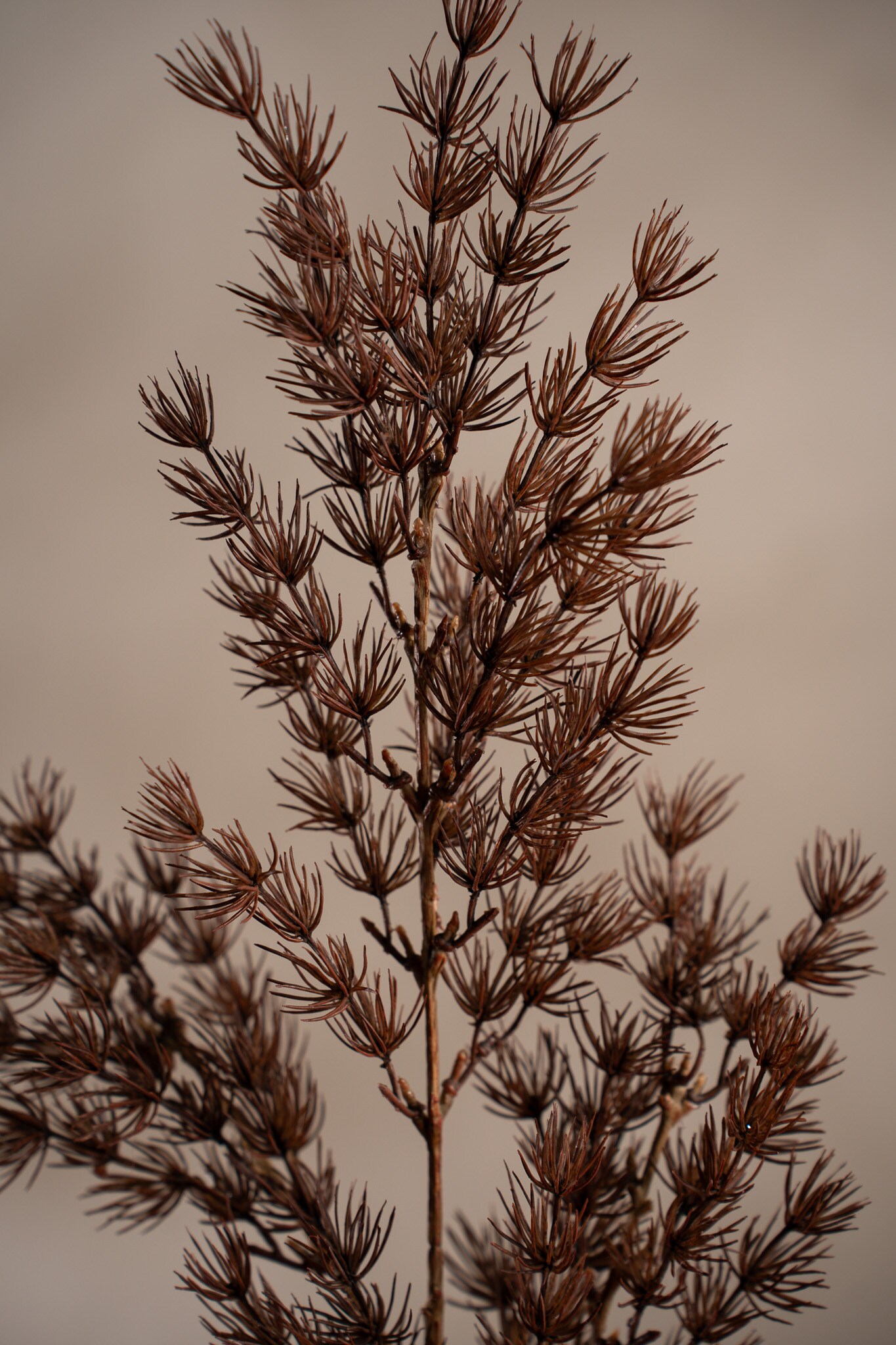 Kunstig brun Asparagus 75 cm