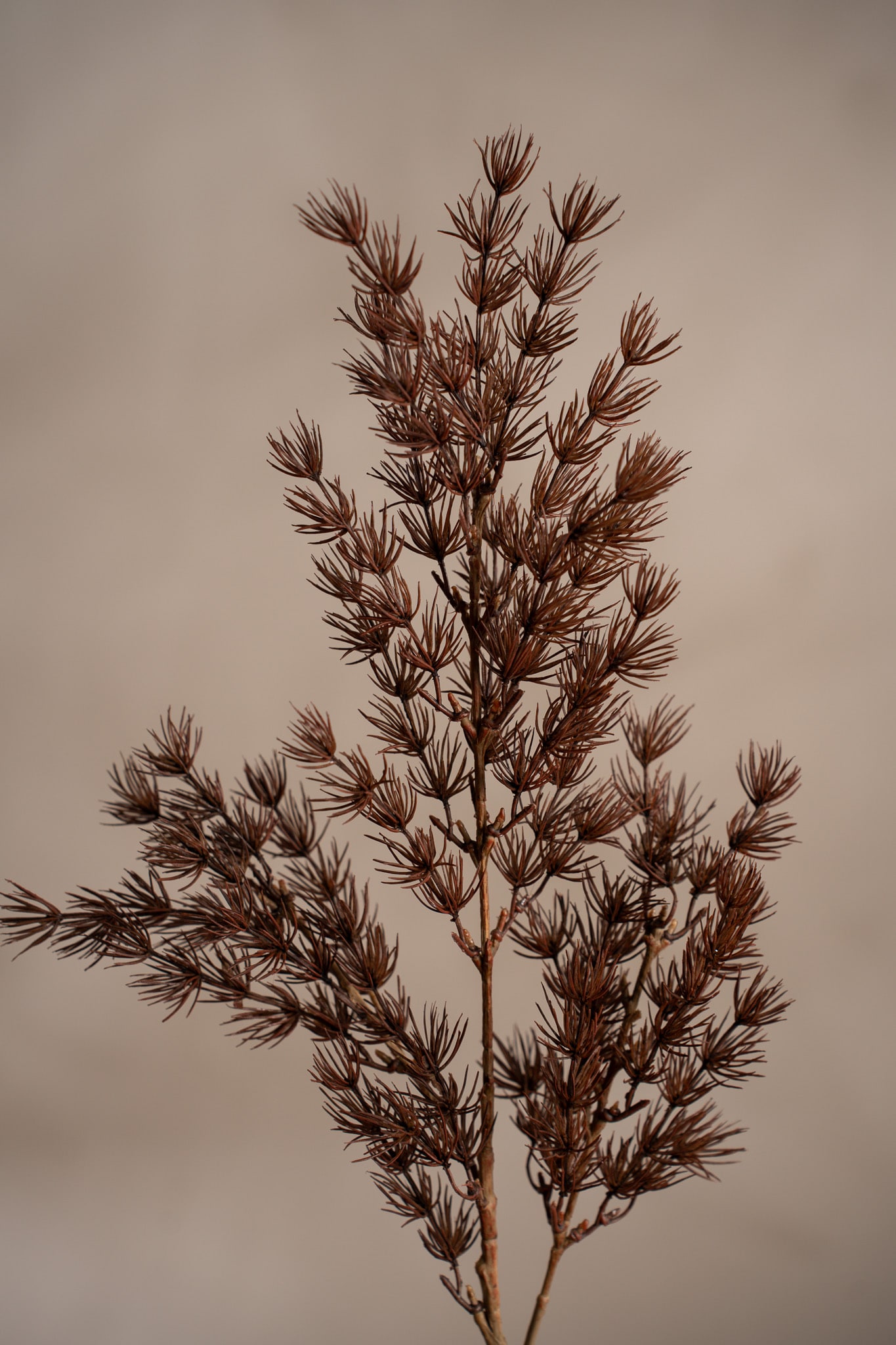 Kunstig brun Asparagus 75 cm