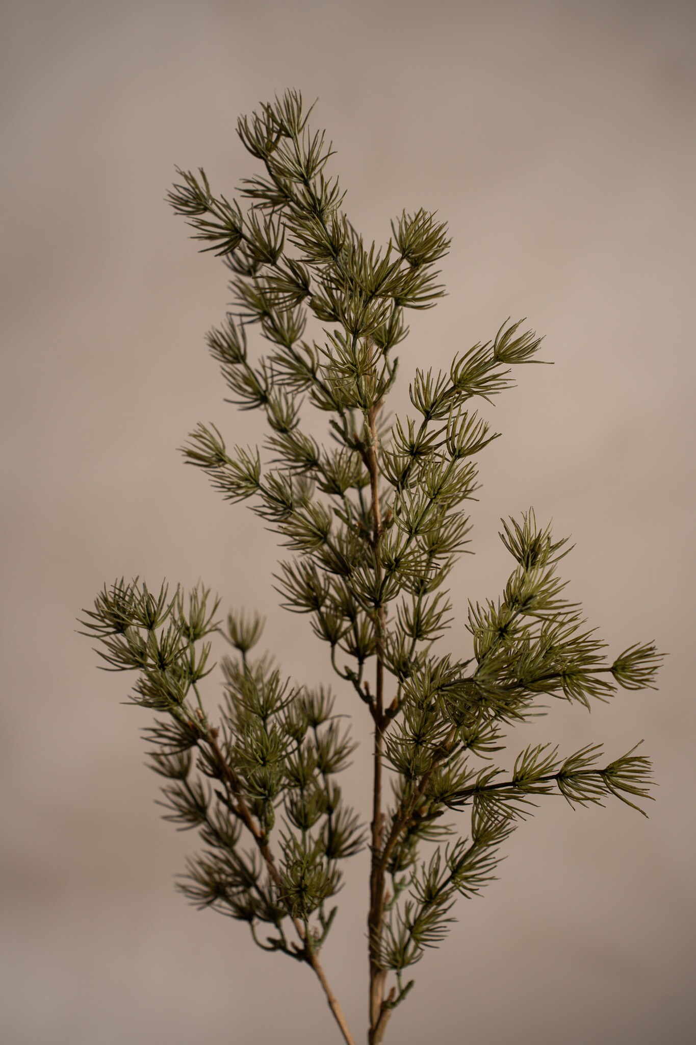 Kunstig grønn Asparagus 75 cm