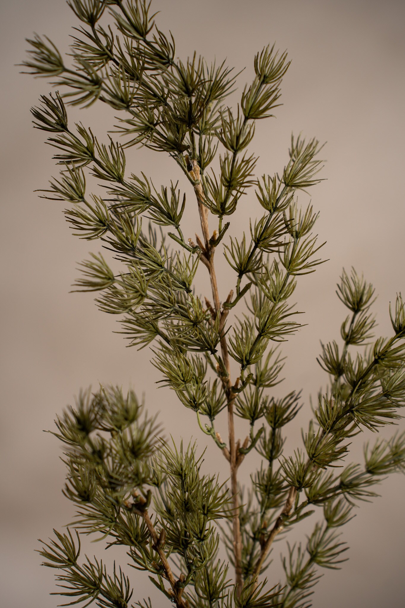 Kunstig grønn Asparagus 75 cm