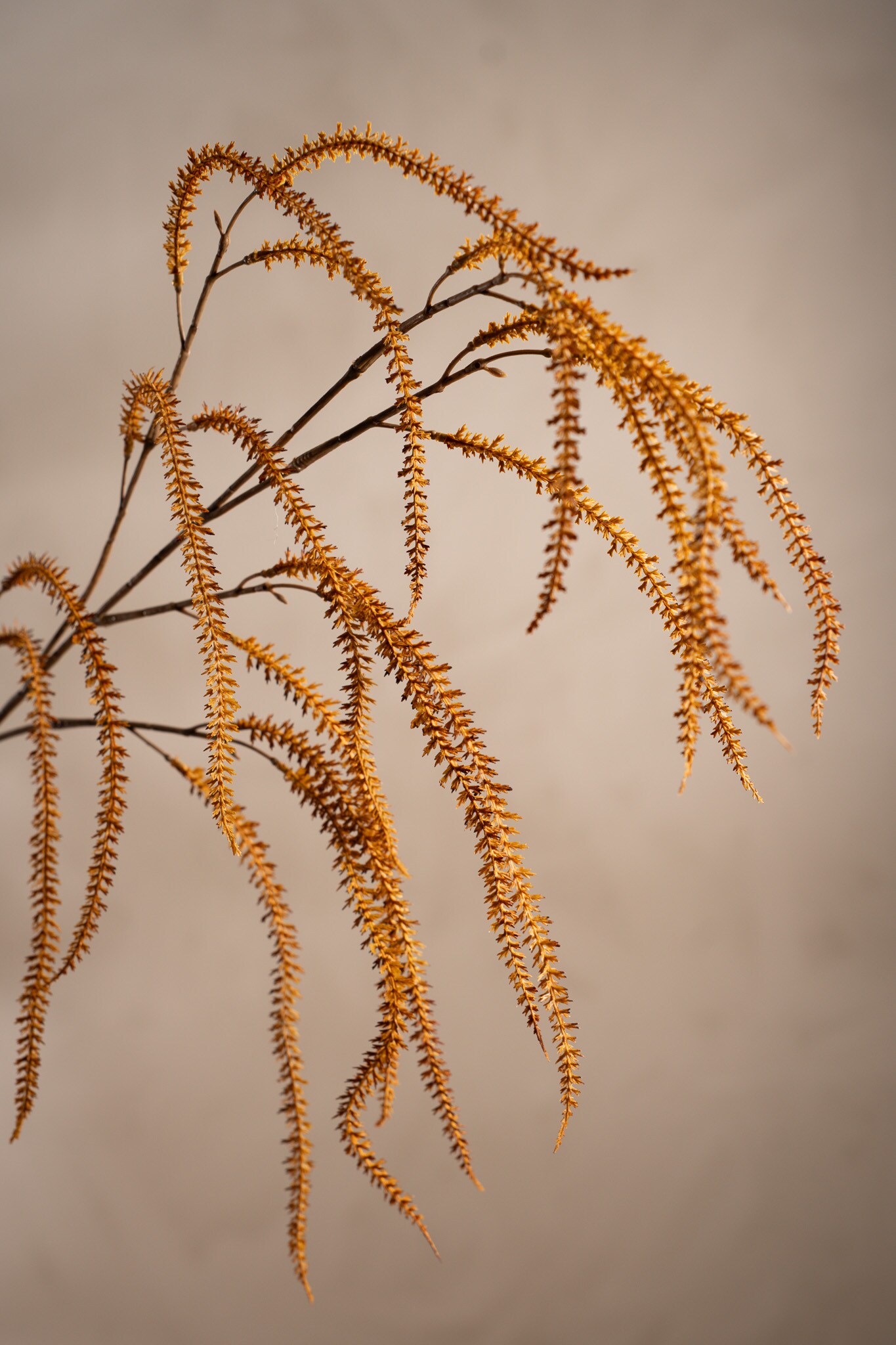 Kunstig brun Amaranthus 95 cm