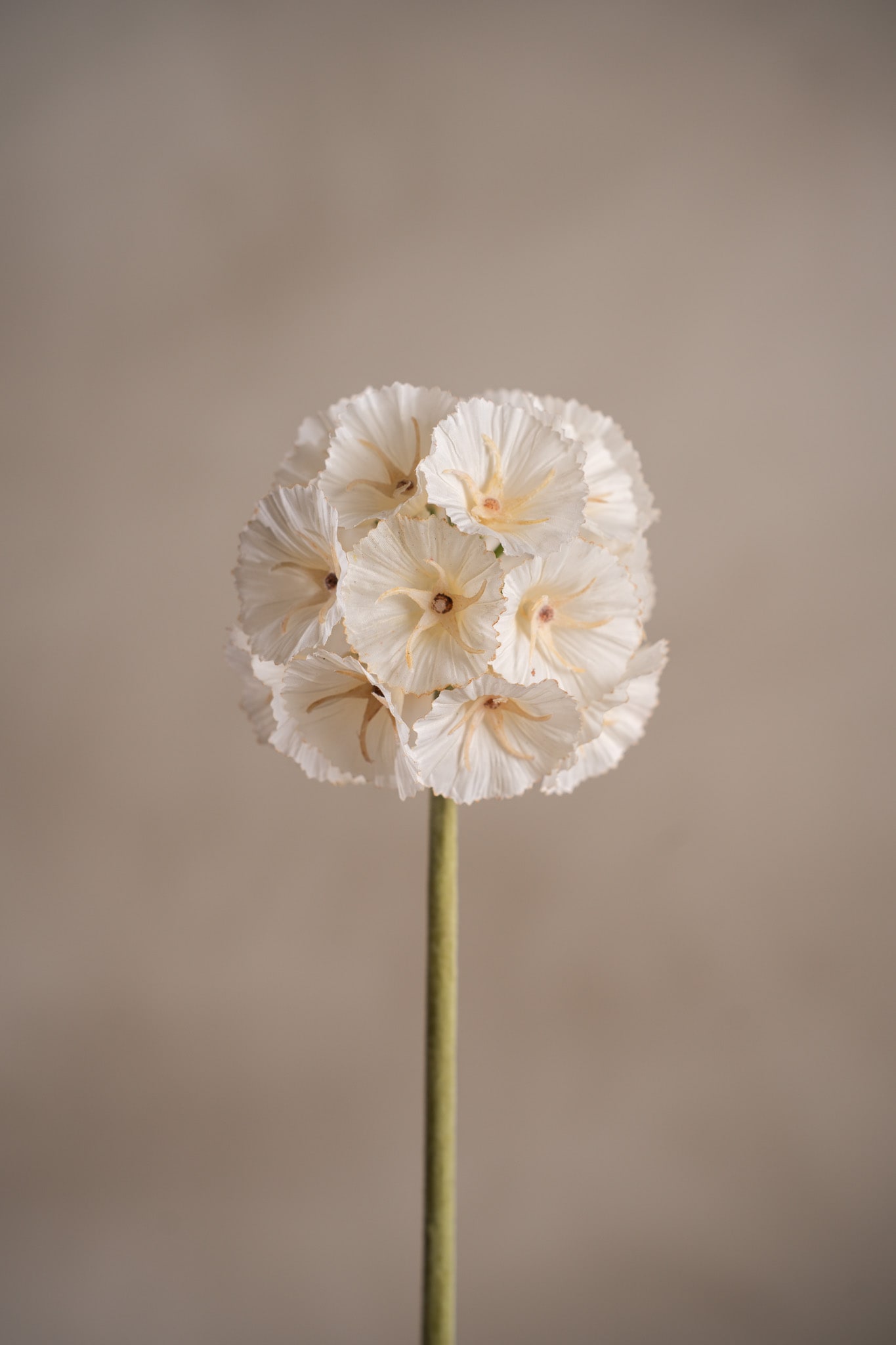 Kunstig kremfarget Scabiosa 60 cm