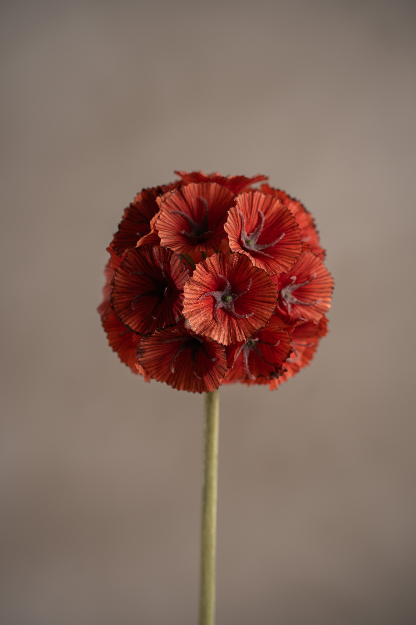 Kunstig oransje Scabiosa 60 cm
