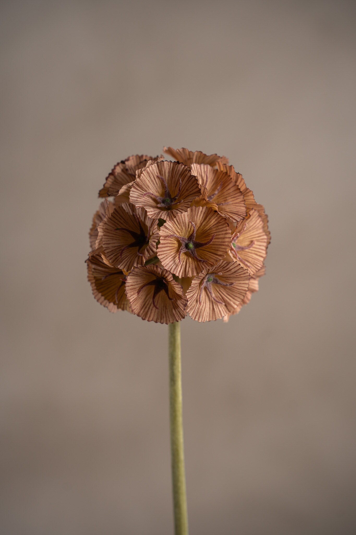 Kunstig brun Scabiosa 60 cm