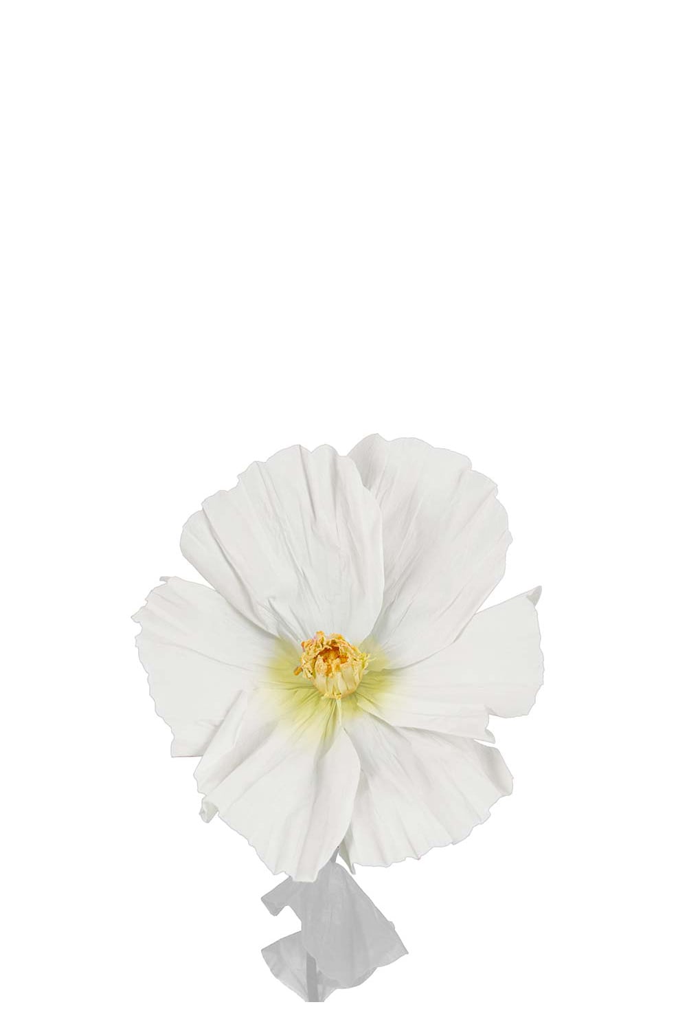Stor hvit papirblomst Lykke Ø50 cm