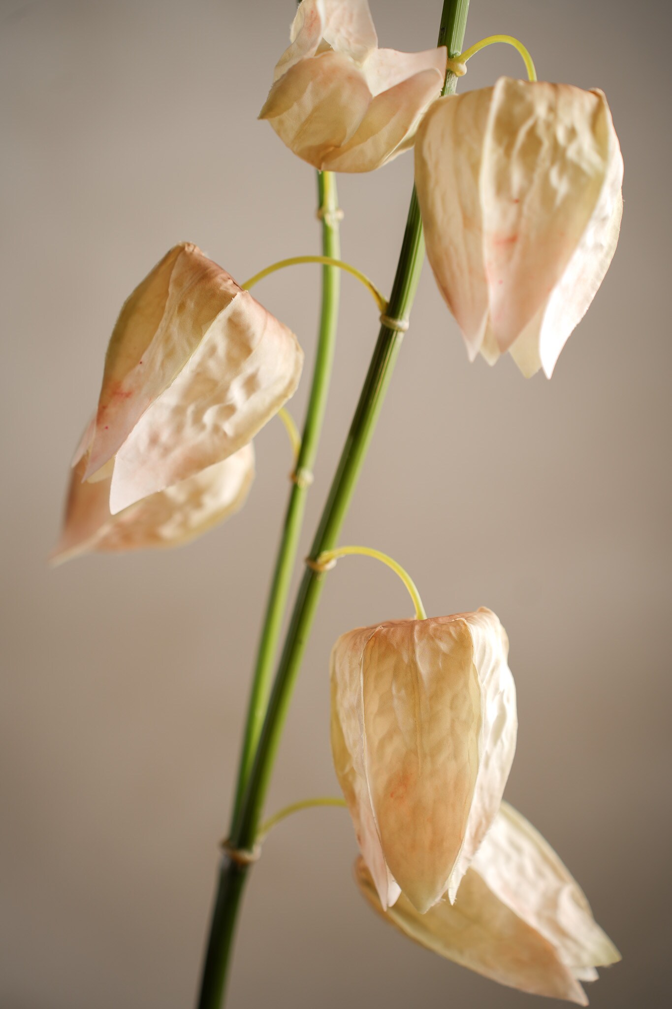Kunstig flerfarget Physalis 120 cm