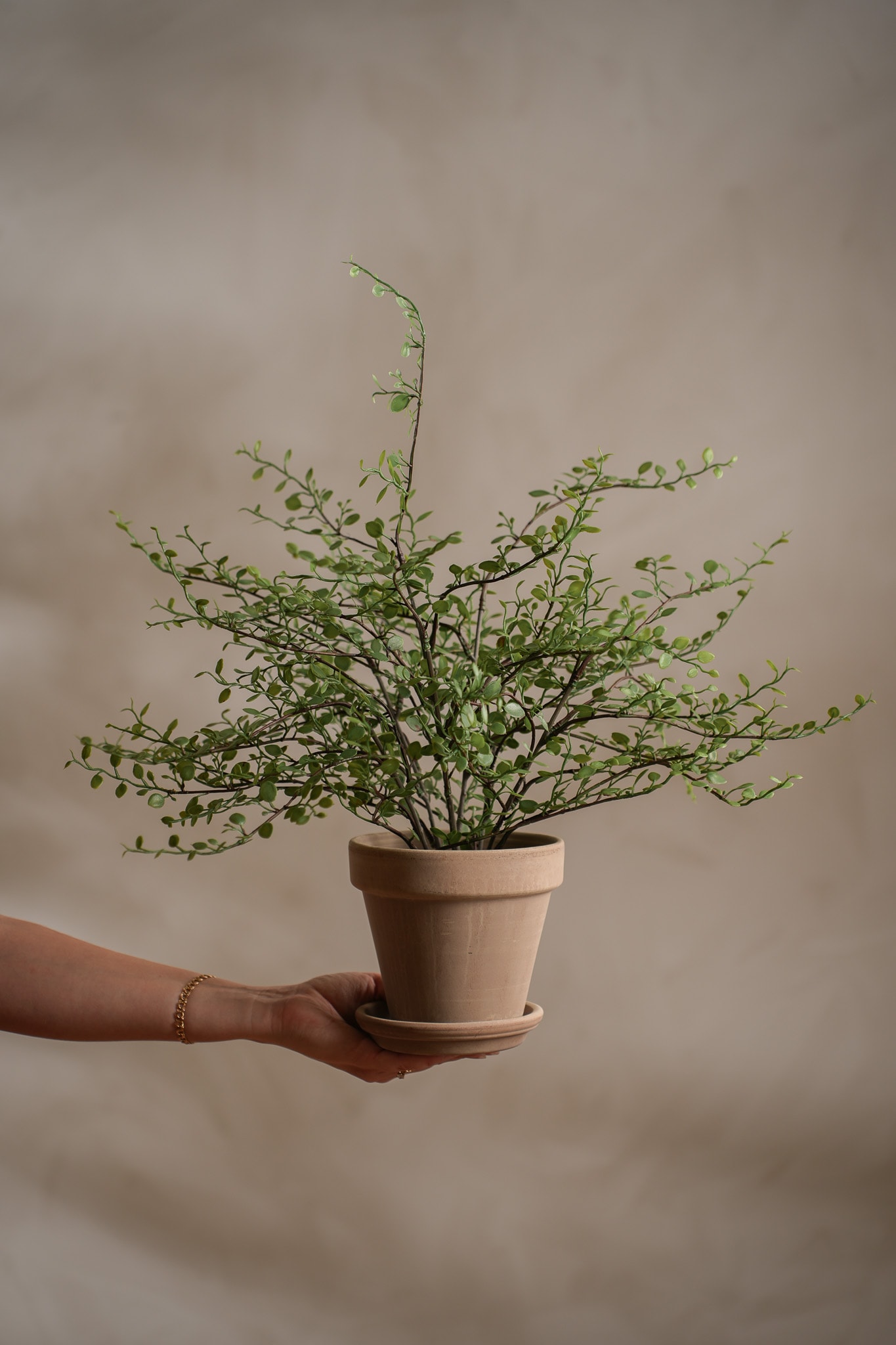 Kunstig grønn Muehlenbeckia 50 cm