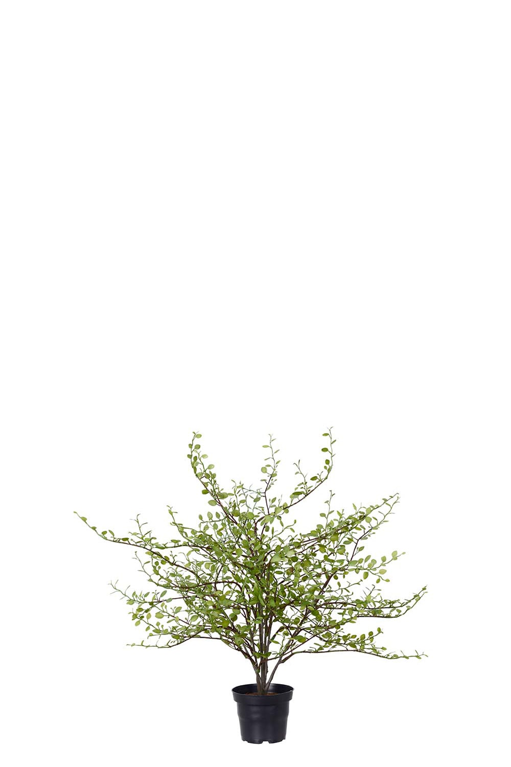 Kunstig grønn Muehlenbeckia 50 cm