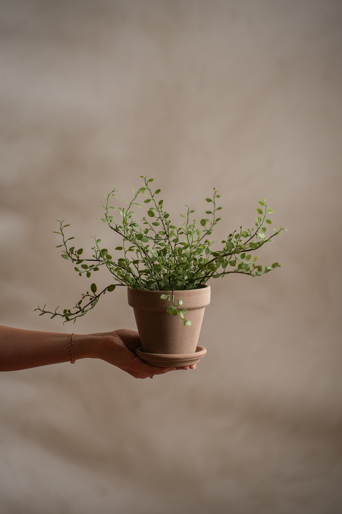 Kunstig grønn Muehlenbeckia 25 cm