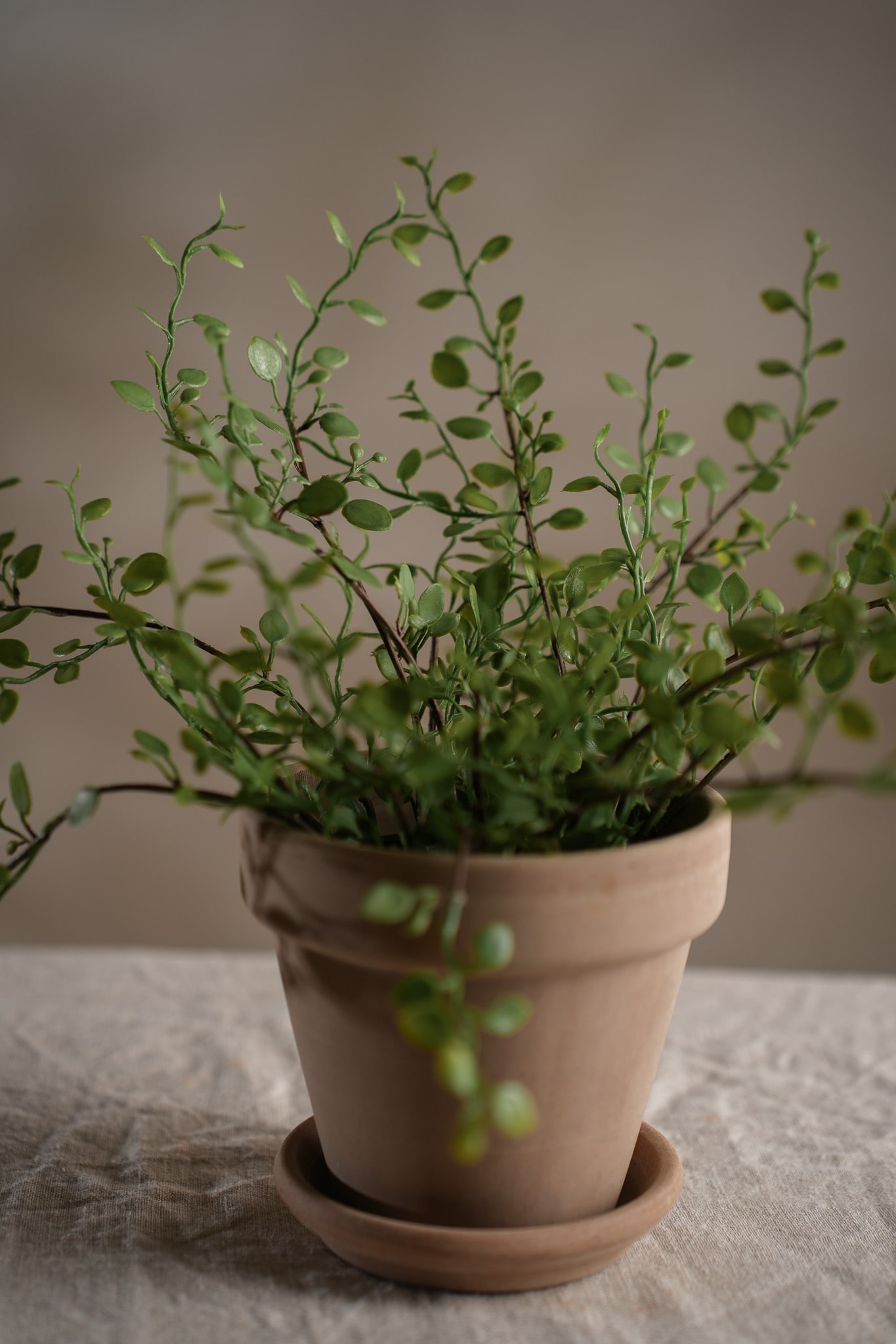 Kunstig grønn Muehlenbeckia 25 cm