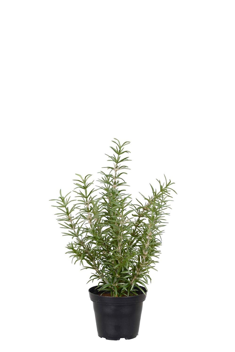 Kunstig grønn Rosmarin 27 cm