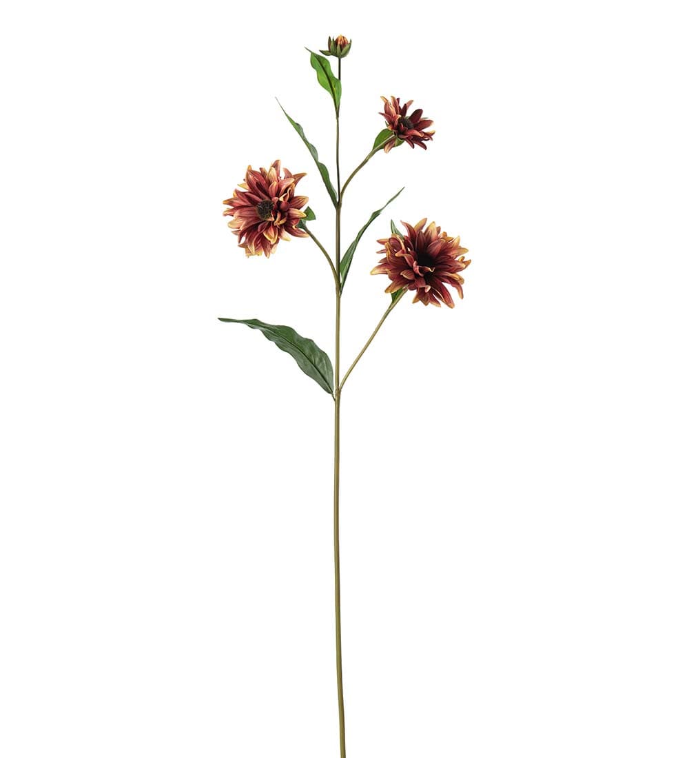 Rudbeckia