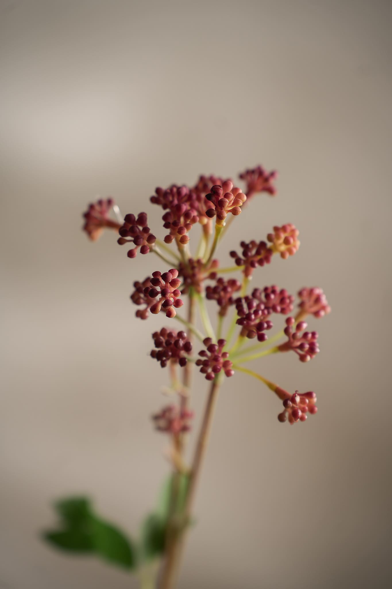 Kunstig rosa Angelica 58 cm