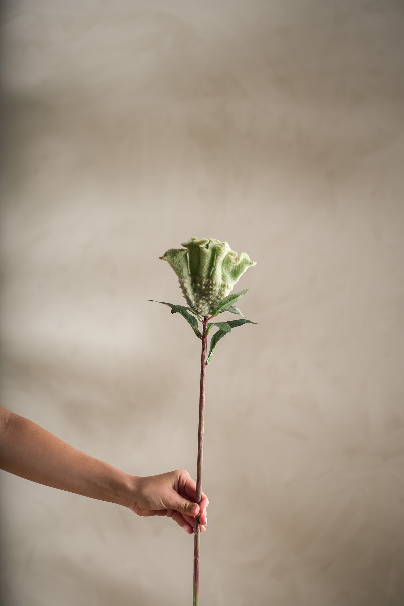Kunstig grønn Celosia 67 cm
